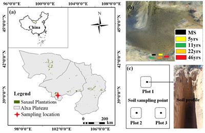 Effects of long-term afforestation on soil water and carbon in the Alxa Plateau